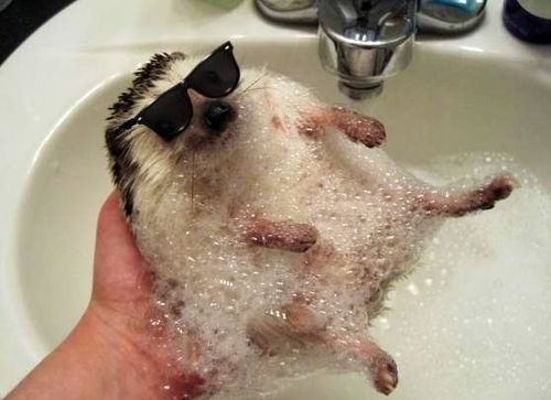 Keeping Cool In The UK’s Summer Heatwave – Hedgehog Style