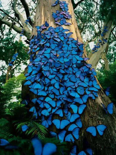 Hundreds of bright blue butterflies resting on the trunk of a tall tree in a forest