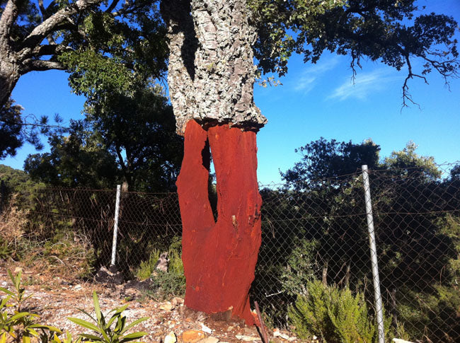 Cork oak in Andalucia with its bark stripped from the lower trunk to reveal the red wood beneath