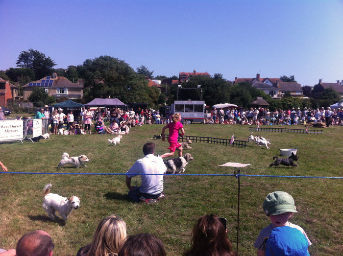 Small dogs racing across a grassy arena at a sunny summer country show, watched by a crowd