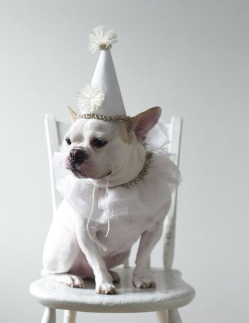 White French bulldog in a party hat and tulle ruff sitting on a white wooden chair