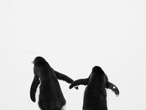 Happy World Penguin Day!