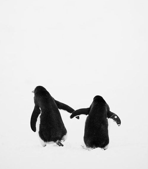Two penguins walking side by side across white snow with their flippers touching, black and white