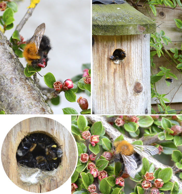 Our London: Wildlife HQ Reports From Suffolk – A New Tree Bee Colony