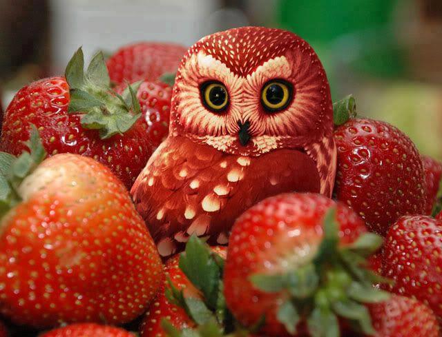 Our London: The Strawberry Owl & Wimbledon